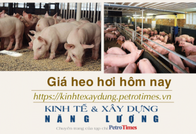 Giá heo hơi hôm nay 25/11: Giảm rải rác tại miền Bắc