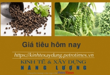 Giá tiêu hôm nay 27/11: Duy trì ổn định đầu tuần