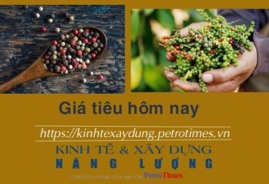 Giá tiêu hôm nay 29/11: Tăng nhẹ tại một số tỉnh trọng điểm