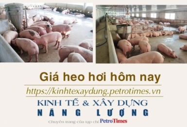 Giá heo hơi hôm nay 30/11: Tiếp tục giảm ở 3 miền