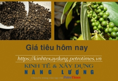 Giá tiêu hôm nay 30/11: Tăng phiên thứ ba liên tiếp