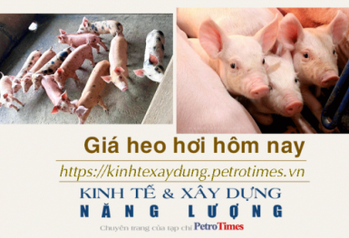 Giá heo hơi hôm nay 1/12: Giảm nhẹ tại miền Nam