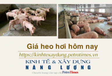 Giá heo hơi hôm nay 4/12: Đi ngang trên cả 3 miền