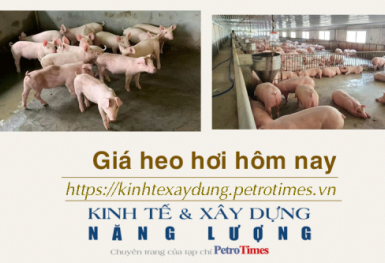 Giá heo hơi hôm nay 6/12: Ghi nhận giảm tại miền Bắc và miền Trung