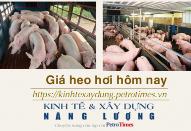 Giá heo hơi hôm nay 10/12: Cao nhất ở mức 51.000 đồng