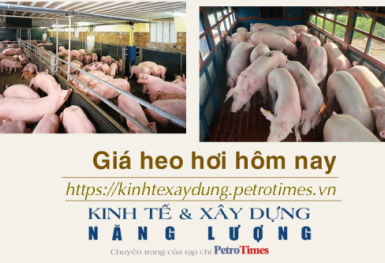 Giá heo hơi hôm nay 11/12: Ổn định phiên đầu tuần
