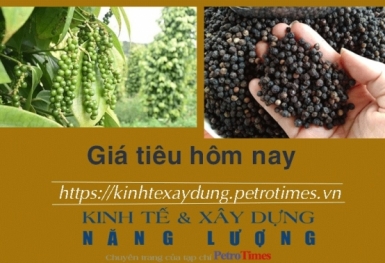 Giá tiêu hôm nay 11/12: Có giữ được đà tăng trong tuần này?