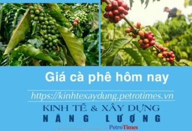 Giá cà phê hôm nay 12/12: Thị trường trong nước tăng mạnh