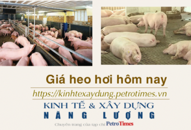 Giá heo hơi hôm nay 12/12: Tăng trên cả nước