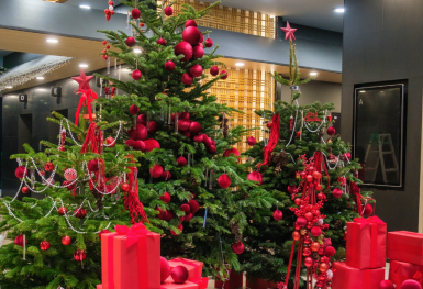 Hà Nội: Thông tươi giá chục triệu vẫn hút khách dịp Noel