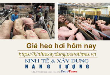Giá heo hơi hôm nay 15/12: Thị trường ổn định