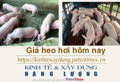Giá heo hơi hôm nay 16/12: Giảm rải rác tại miền Nam