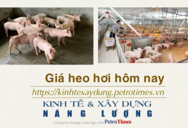 Giá heo hơi hôm nay 19/12: Biến động không đồng đều giữa các miền