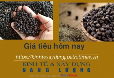 Giá tiêu hôm nay 19/12: Tăng tiếp 1.000 đồng