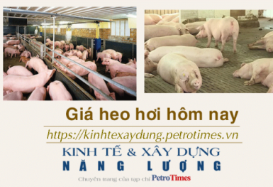 Giá heo hơi hôm nay 20/12: Tăng nhẹ ở phía Nam