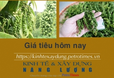 Giá tiêu hôm nay 20/12: Giảm tại Bình Phước