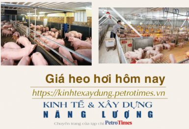 Giá heo hơi hôm nay 21/12: Tăng tại một số địa phương