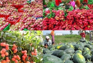 Trung Quốc là thị trường lớn nhất về xuất khẩu hàng rau quả của Việt Nam