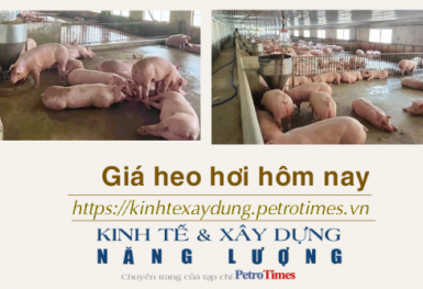 Giá heo hơi hôm nay 27/12: Ổn định trên cả nước