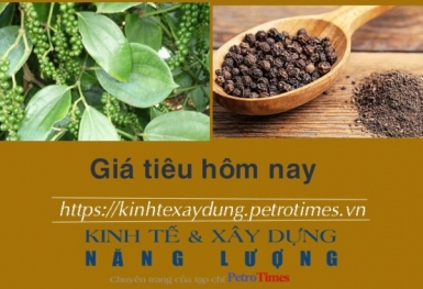 Giá tiêu hôm nay 27/12: Chuỗi tăng kéo dài
