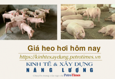 Giá heo hơi hôm nay 30/12: Tiếp tục đi ngang trên diện rộng
