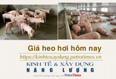 Giá heo hơi hôm nay 1/1: Thị trường đi ngang