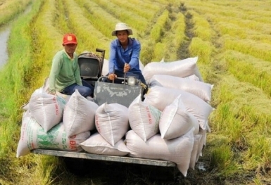 Năm 2023, xuất khẩu gạo lập kỷ lục gần 4,8 tỷ USD