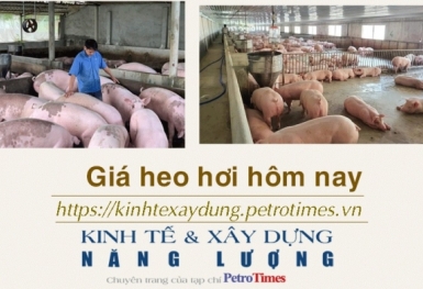 Giá heo hơi hôm nay 11/1: Tăng rải rác