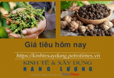 Giá tiêu hôm nay 11/1: Tiếp tục giảm mạnh