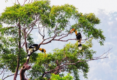 Về Vườn quốc gia Cát Tiên khám phá thiên nhiên hoang dã