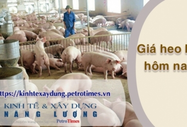 Giá heo hơi hôm nay 19/2: Đi ngang trên diện rộng