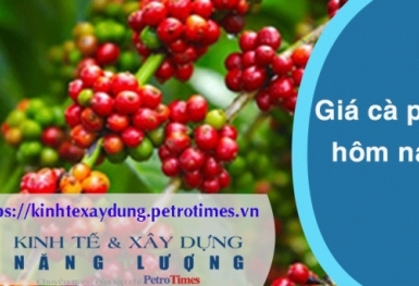 Giá cà phê hôm nay 29/2: Trong nước tăng mạnh trở lại