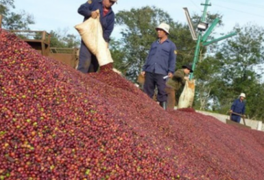 Giá cà phê tiếp tục tăng, đạt mốc cao chưa từng có