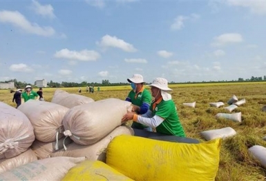 Xuất khẩu gạo đạt 2,98 tỷ USD trong 6 tháng đầu năm 2024