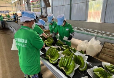 Người nhà lãnh đạo Hoàng Anh Gia Lai (HAG) đăng ký bán toàn bộ 147.900 cổ phiếu HAG