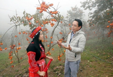 Có một loại trái cây hạnh phúc khoe sắc suốt nửa năm