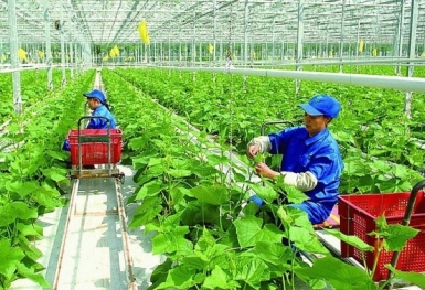Chuyển đổi xanh: Thách thức của doanh nghiệp trong phát triển bền vững