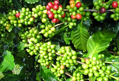 Giá cà phê hôm nay 23/6: Tăng mạnh 500 đồng/kg tại các địa phương thu mua trọng điểm