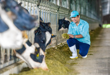 Vinamilk tiếp nhận thành công hơn 1.500 bò sữa nhập từ Mỹ về các trang trại Green Farm