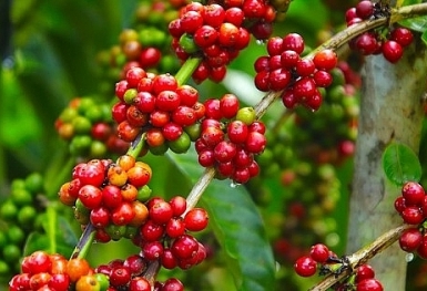 Giá cà phê hôm nay 24/7: Trong nước tăng 1.000 đồng/kg