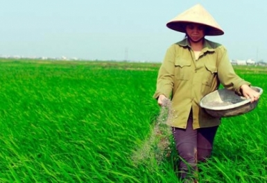 Giá phân bón hôm nay 9/12: Thị trường đi ngang