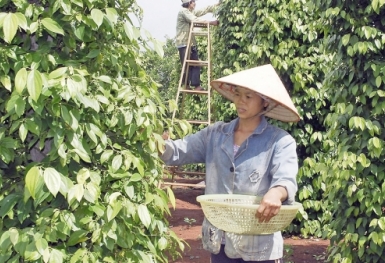 Giá tiêu hôm nay 9/12: Biến động nhẹ