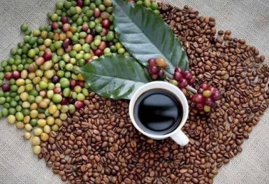 Giá cà phê hôm nay 21/12: Giảm nhẹ ở khu vực Tây Nguyên