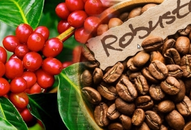 Giá cà phê hôm nay 22/12: Khu vực Tây Nguyên tăng nhẹ 200 đồng/kg