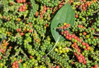 Giá tiêu hôm nay 23/12: Không giữ được mốc 60.000 đồng/kg