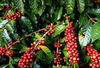 Giá cà phê hôm nay 26/12: Thị trường ổn định