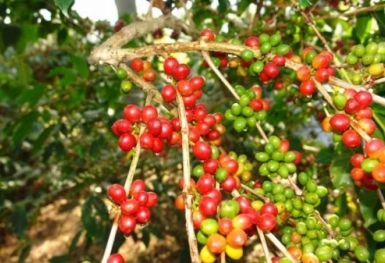 Giá cà phê hôm nay 4/1: Robusta tăng mạnh bất ngờ