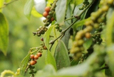 Giá tiêu hôm nay 4/1: Thị trường sôi động