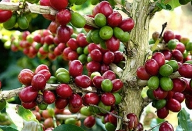 Giá cà phê hôm nay 29/1: Thị trường trong nước tăng 800 đồng/kg