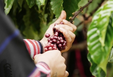 Giá cà phê hôm nay 30/1: Thị trường thế giới liên tục tăng